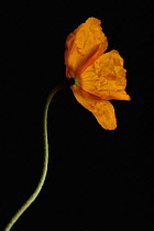 Poppy, Papaver nudicaule, Papaver croceum, Icelandic poppy.