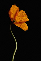 Poppy, Papaver nudicaule, Papaver croceum, Icelandic poppy.