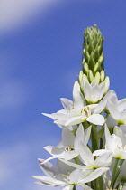 Star-of-Bethlehem, Ornithogalum thyrsoides.