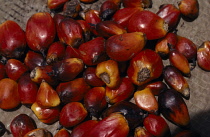 Oil palm, Elaeis guineensis.