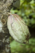 Cocoa bean, Theobroma cacao.