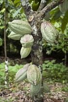 Cocoa bean, Theobroma cacao.