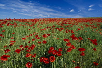 Poppy field, Papaver rhoeas.