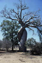 Baobab, Adansonia digitata.