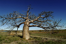 Baobab, Adansonia digitata.