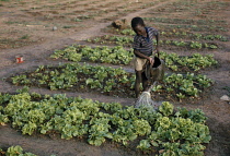 Lettuce, Lactuca sativa.