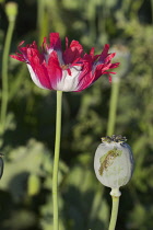 Poppy, Papaver somniferum, Opium poppy.