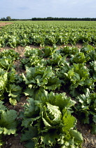 Lettuce, Lactuca sativa.