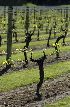 Grapevine, Vitis vinifera.