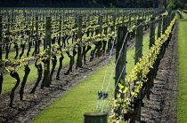 Grapevine, Vitis vinifera.