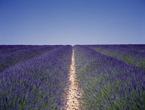 Lavender, Lavandula angustifolia.