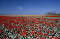 Tulip, Tulipa.