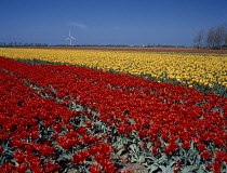 Tulip, Tulipa.