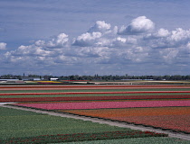 Tulip, Tulipa.