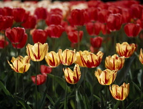 Tulip, Tulipa.