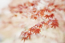 Japanese maple, Acer palmatum.