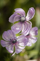 Anemone, Anemone coronaria.