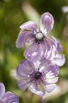 Anemone, Anemone coronaria.