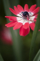 Anemone, Anemone coronaria.