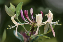 Honeysuckle, Lonicera periclymenum.