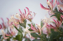 Honeysuckle, Lonicera periclymenum.