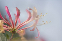 Honeysuckle, Lonicera periclymenum.