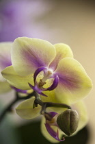 Orchid, Doritaenopsis Jiaho Kitty Face 'Rainbow', Moth orchid.