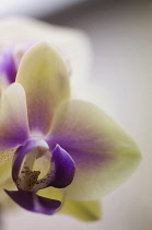 Orchid, Doritaenopsis Jiaho Kitty Face 'Rainbow', Moth orchid.