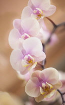 Orchid, Phalaenopsis 'Nobby's Amy', Moth orchid.