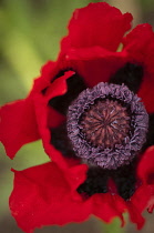 Poppy, Papaver orientale, Oriental poppy.