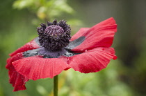 Poppy, Papaver orientale, Oriental poppy.