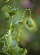 Poppy, Papaver somniferum, Opium poppy.