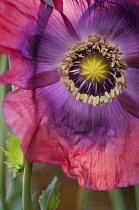 Poppy, Papaver somniferum, Opium poppy.