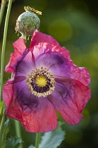 Poppy, Papaver somniferum, Opium poppy.