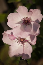 Rose, Rosa 'Dainty Bess'.