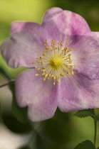 Rose, Rosa 'Mary Queen Of Scots'.