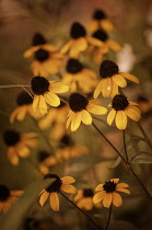 Brown-eyed Susan, Rudbeckia triloba.