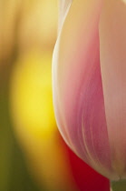 Tulip, Tulipa 'Blushing Lady'.