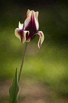 Tulip, Tulipa 'Gavota'.