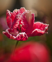 Tulip, Tulipa 'Lucky Parrot', Parrot tulip.