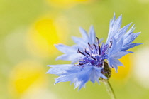 Cornflower, Centaurea cyanus.