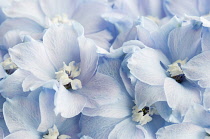 Delphinium, Delphinium 'Trudy'.