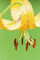 Lily, Lilium Bellingham Group IV.