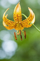 Lily, Lilium Bellingham Group IV.