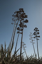 Agave.