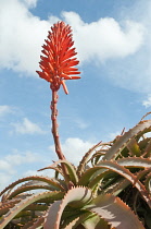 Aloe, Aloe arborescens.