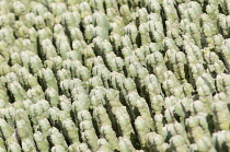 Cactus, Mammillaria spinosissima, Pincushion cactus.