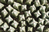 Cactus, Mammillaria spinosissima, Pincushion cactus.