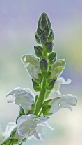 Snapdragon, Antirrhinum majus.