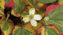 Houttuynia, Houttuynia cordata 'Chameleon'.